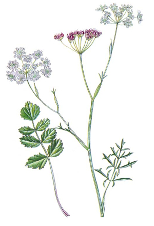 Bedrník obecný (Pimpinella saxifraga)