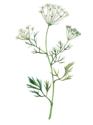 Bedrník anýz (Pimpinella anisum)