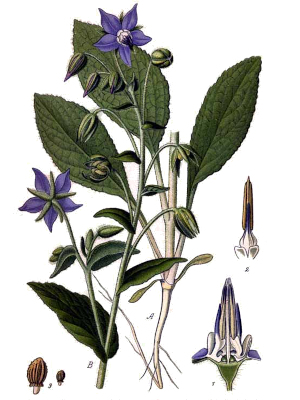 Brutnák lékařský (Borago officinalis)