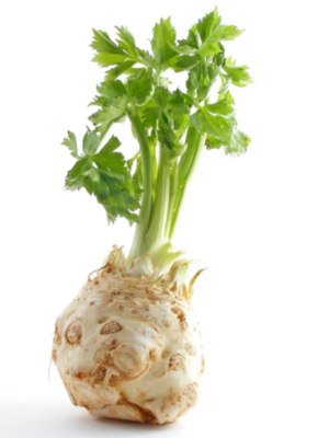 Celer vonný (Apium graveolens)