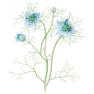 Černucha setá (Nigella sativa)