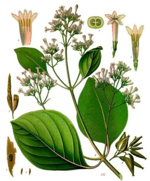 Chinovník (Cinchona pubescens)