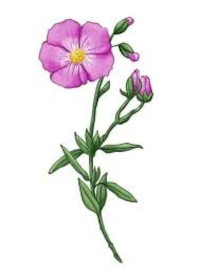Cist šedavý (Cistus incanus)