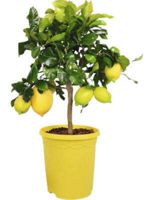 Citroník (Citrus limon)