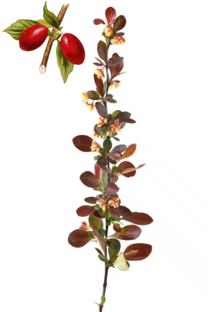 Dřišťál obecný (Berberis vulgaris)