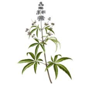 Drmek obecný (Vitex agnus-castus)