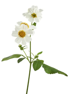 Dvouzubec chlupatý (Bidens pilosa)