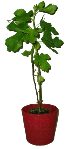 Fíkovník (Ficus carica)