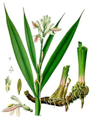 Galgán lékařský (Alpinia officinarum)