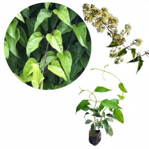 Guaco (Mikania cordifolia)