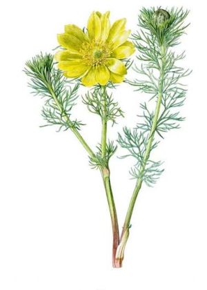Hlaváček jarní (Adonis vernalis)