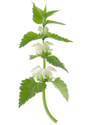 Hluchavka bílá (Lamium album)