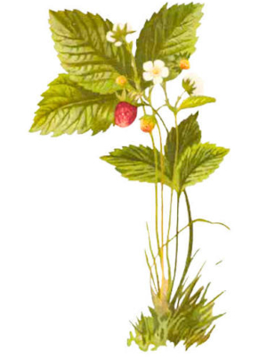 Jahodník obecný (Fragaria vesca)