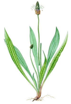 Jitrocel kopinatý (Plantago lanceolata)