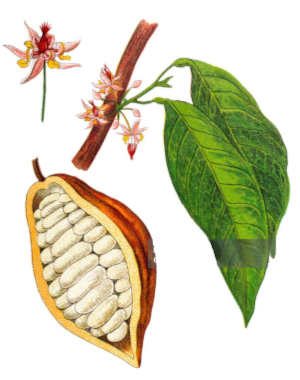 Kakao (Theobroma cacao)