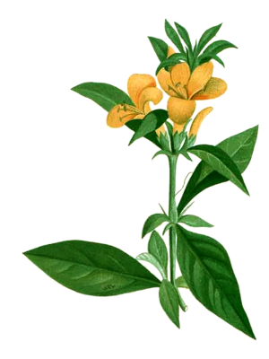 Katsella (Barleria prionitis)