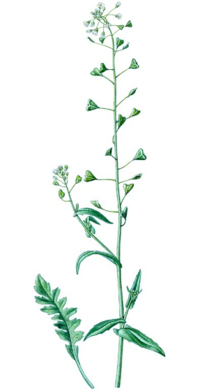 Kokoška pastuší (Capsella bursa)