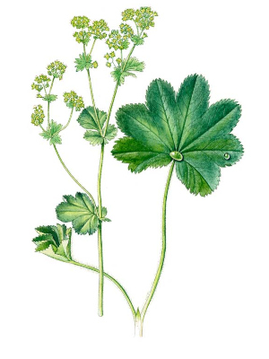 Kontryhel obecný (Alchemilla vulgaris)