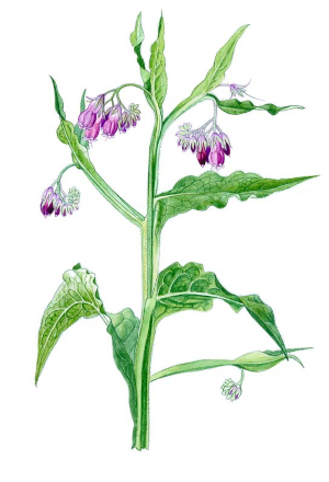 Kostival lékařský (Symphyitum officinale)