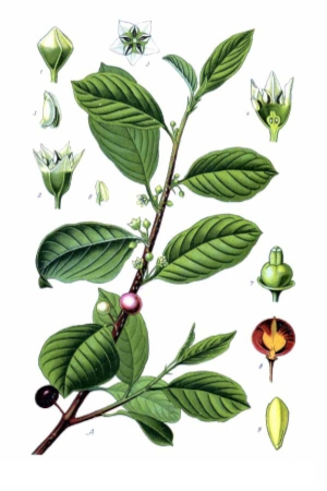 Krušina olšová (Frangula alnus)