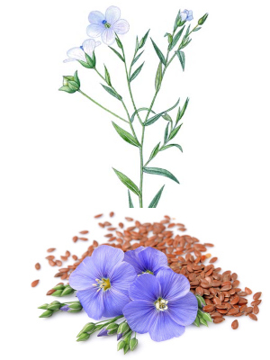 Len setý (Linum usitatissimum)