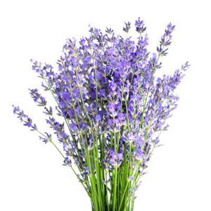 Levandule lékařská (Lavandula angustifolia)