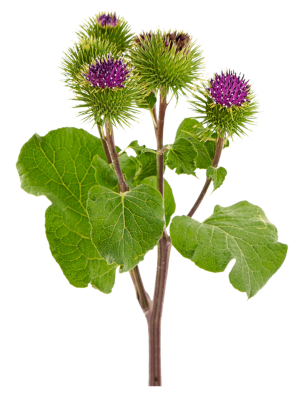 Lopuch větší (Arctium lappa)