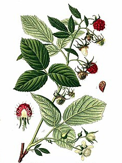 Maliník obecný (Rubus idaeus)