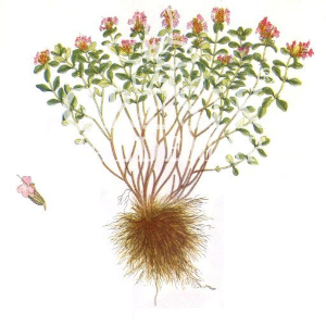 Mateřídouška úzkolistá (Thymus serpyllum)