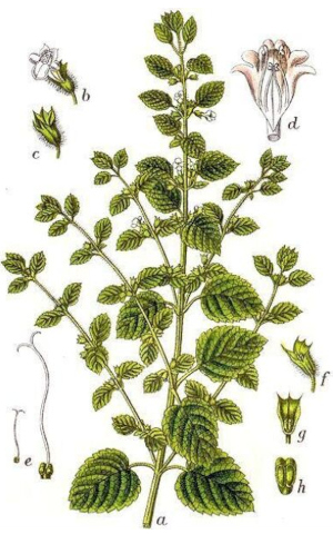 Meduňka lékařská (Melissa officinalis)