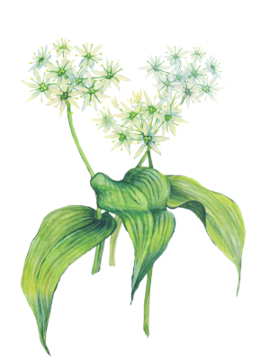 Česnek medvědí (Allium ursinum)