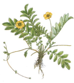 Mochna husí (Potentilla anserina)