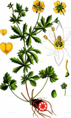 Mochna natržník (Potentilla erecta)