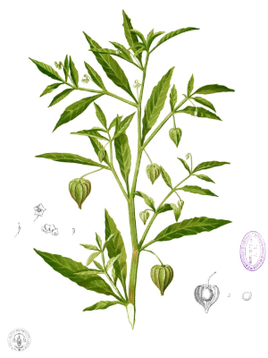 Mochyně židovská (Physalis angulata, alkekengi)