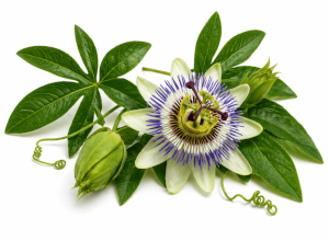 Mučenka červená (Passiflora incarnata)