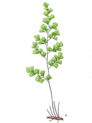 Netík (Adiantum capillus-veneris)