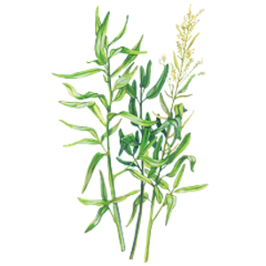 Pelyněk pravý (Artemisia absinthium)