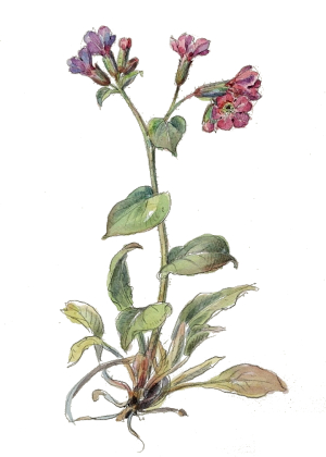 Plicník lékařský (Pulmonaria officinalis)