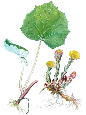 Podběl obecný (Tussilago farfara)