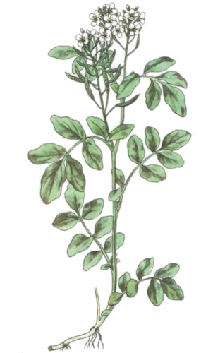 Potočnice lékařská (Nasturtium officinale)