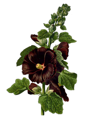 Proskurník lékařský (Althaea officinalis)