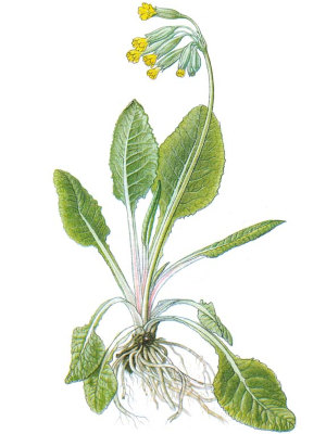 Prvosenka jarní (Primula veris)