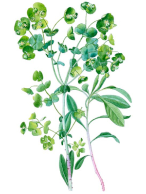 Pryšec mandloňový (Tithymalus amygdaloides)