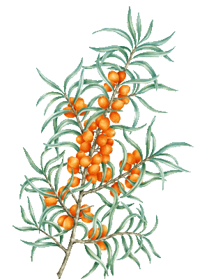 Rakytník řešetlákový (Hippophae rhamnoides)