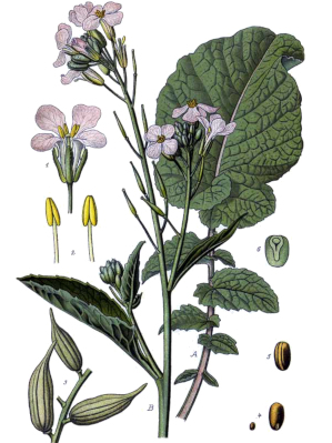Ředkev setá (Raphanus sativus)
