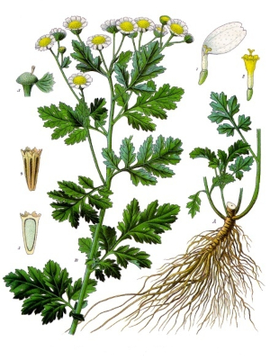 Řimbaba obecná (Pyrethrum parthenium)