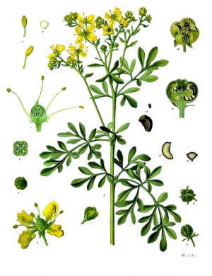 Routa vonná (Ruta graveolens)