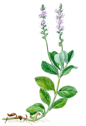 Rozrazil lékařský (Veronica officinalis)