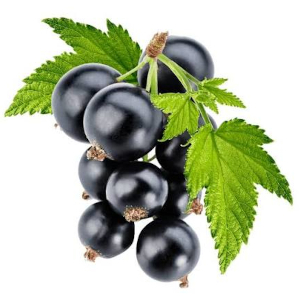 Rybíz černý (Ribes nigrum)