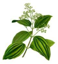 Skořicovník cejlonský (Cinnamomum zeylanicum)